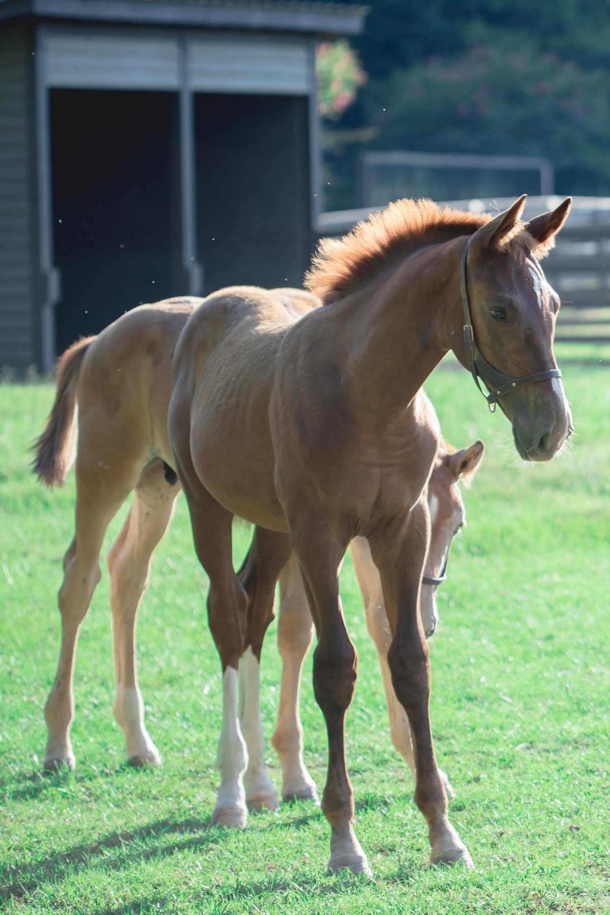 Windwood_Equestrian_horse_sales_breeding_sporthorse_alabama_stallion254
