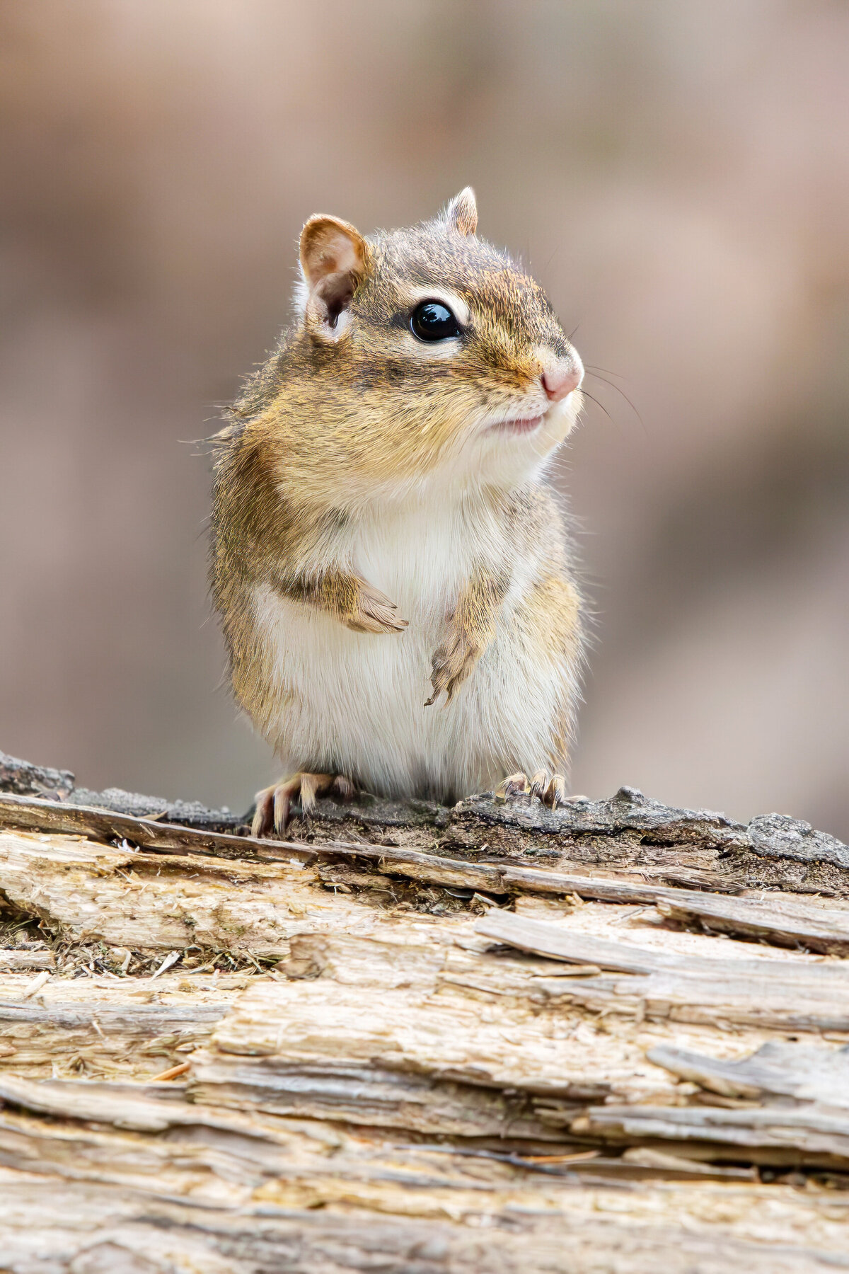 Chipmunk by Michael Kaal Photography 