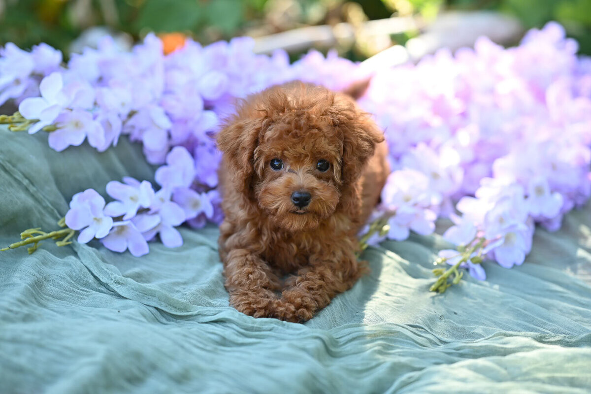 Heavenly Puppies to Love Cavapoo, Cockapoo, and Maltipoo Puppies Photo Jul 29 2025, 5 57 44 PM325