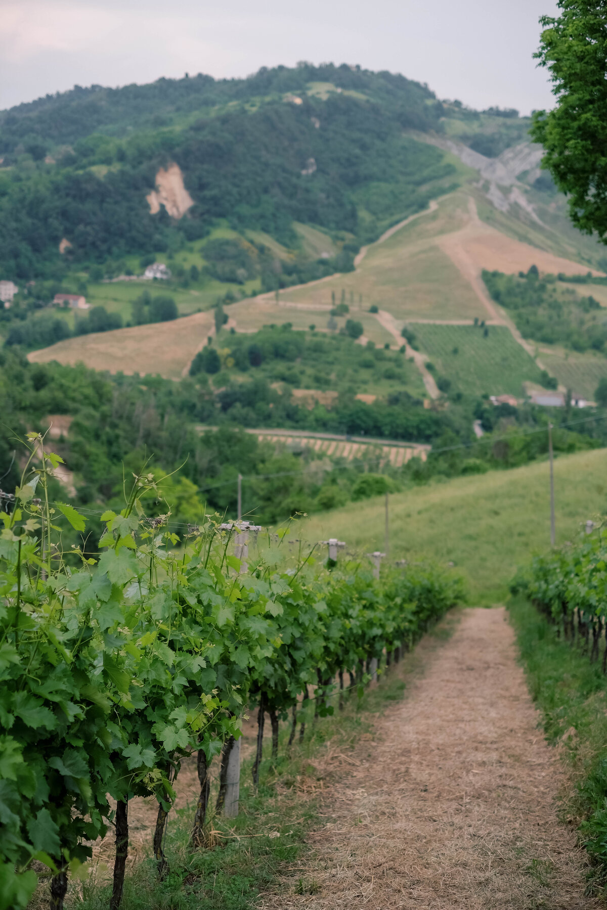 view of hills in Italy