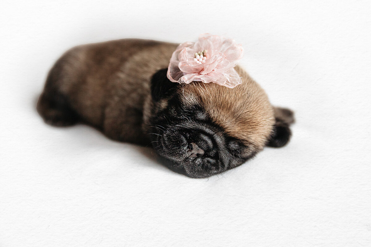 newborn puppy photo