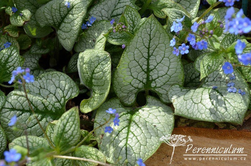 Brunnera-macrophylla-Sea-Heart_12
