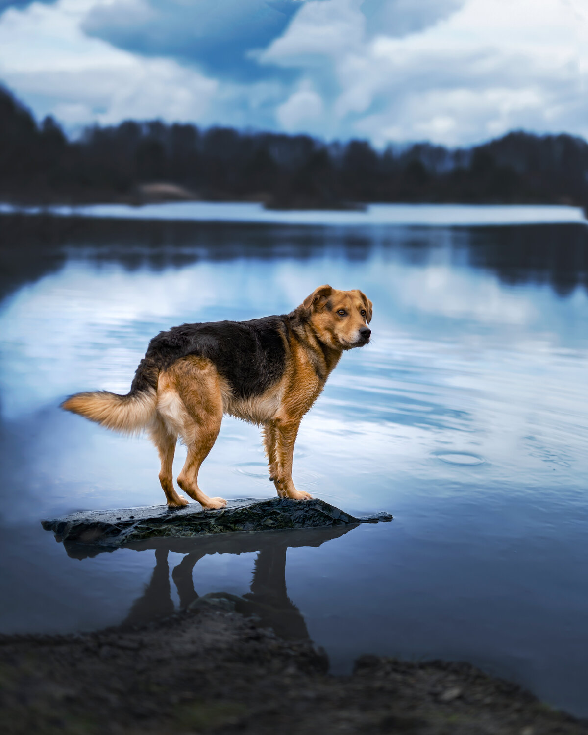 Hundefotografie-chemnitz-Tierfotografie-fotograf-Uhldingen-Bodensee-Hamburg-Dresden-Erfurt-Konstanz-13