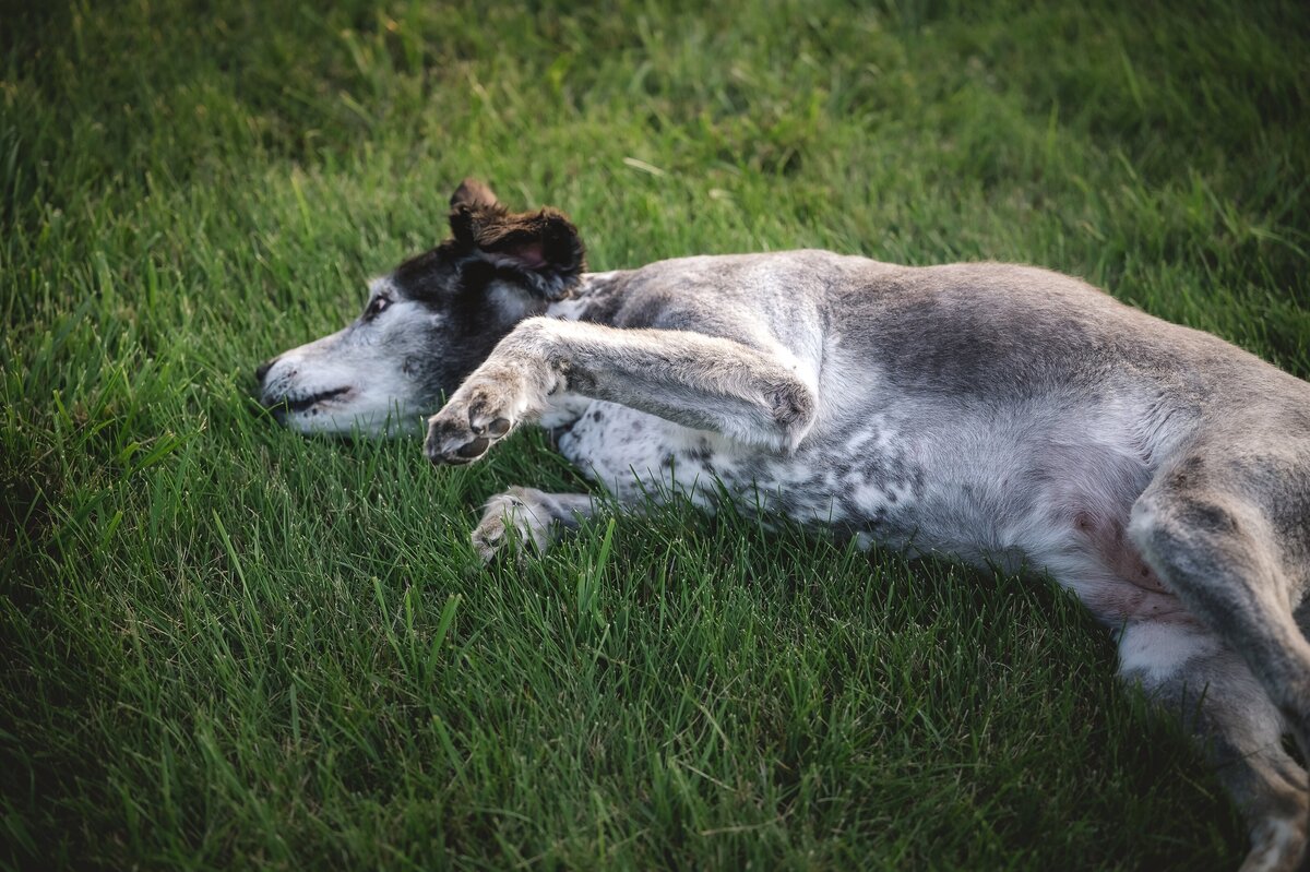 Portrait of a dog laying in the grass