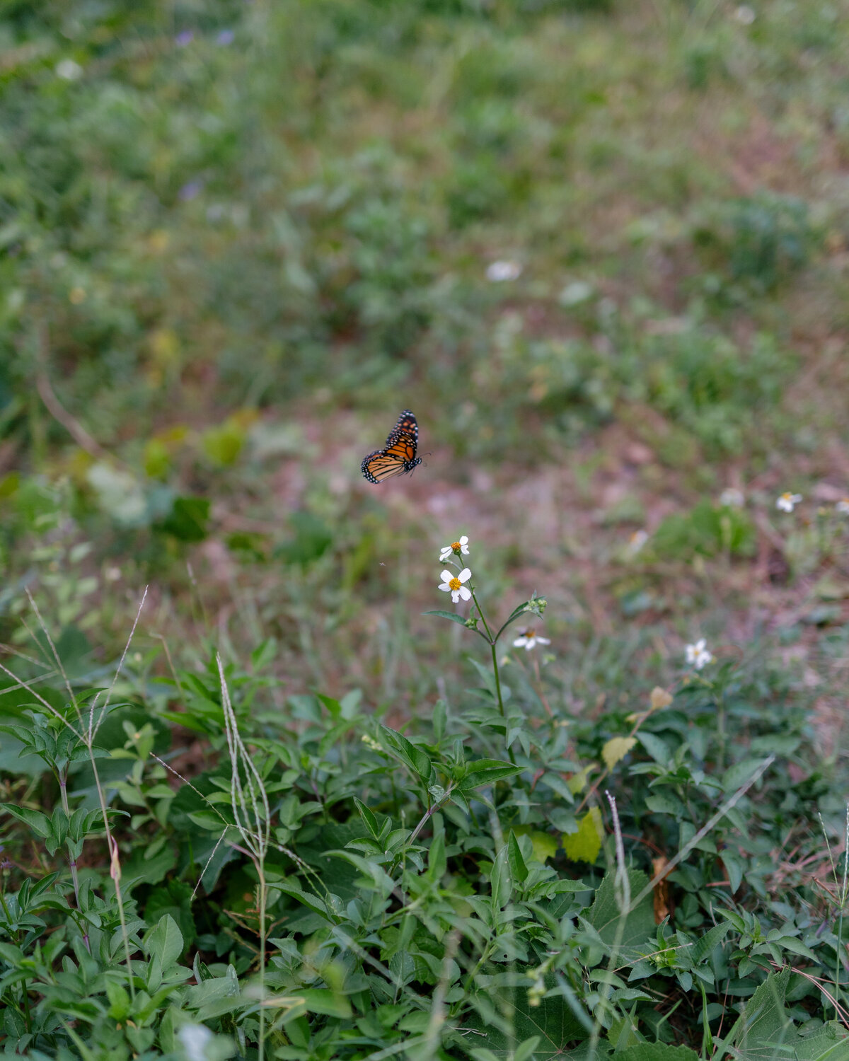 Molly and Alex - Matlock and Kelly Photography-621