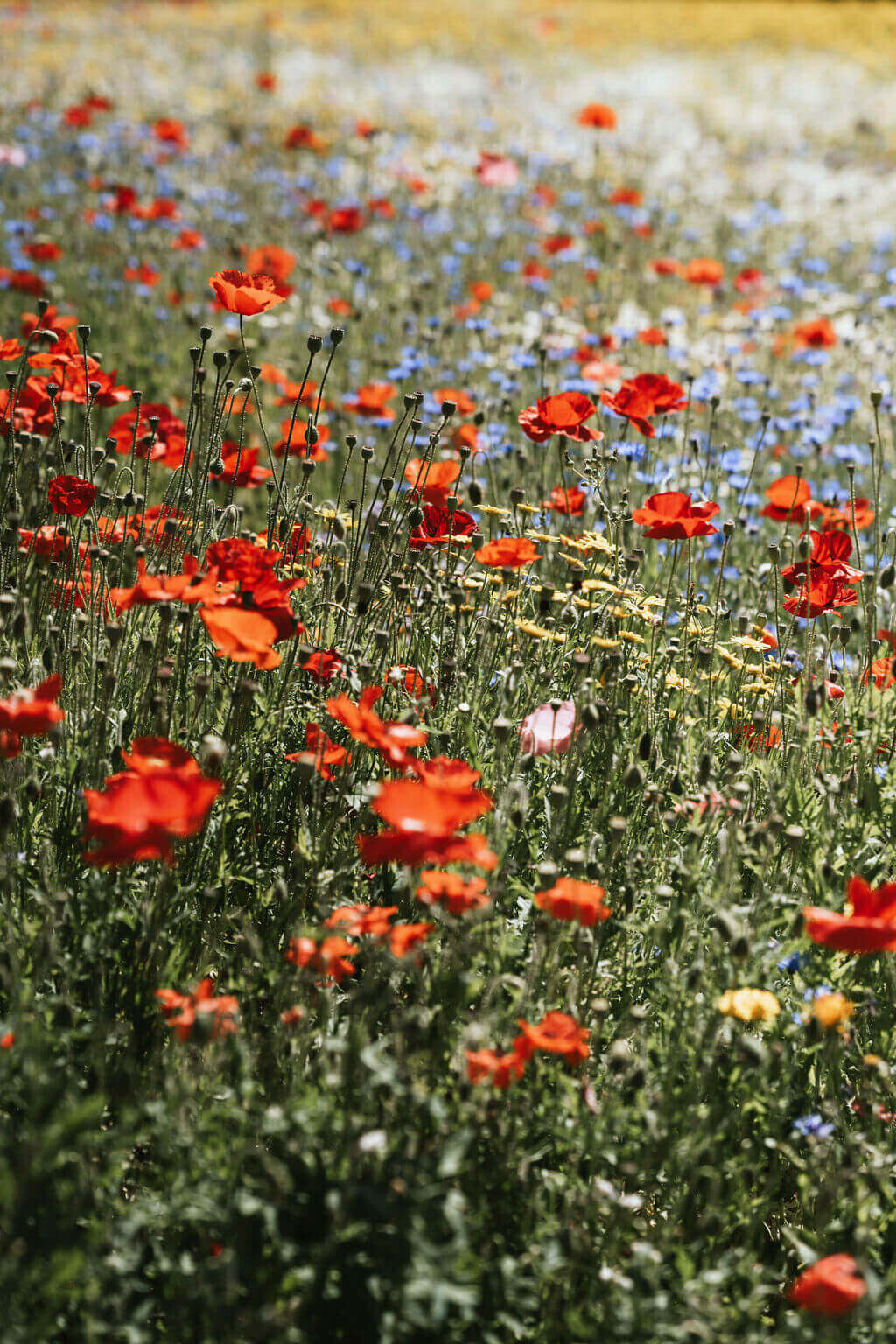 Kirsty-and-Ceith-Broadfield-Court-Wedding-Flowers-Issy-And-Bella-Florist-Herefordshire18