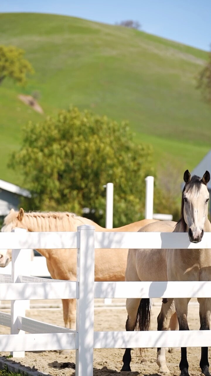 Two buckskin horses share a white fenced paddock, behind them are beautiful green hills in Pleasanton CA