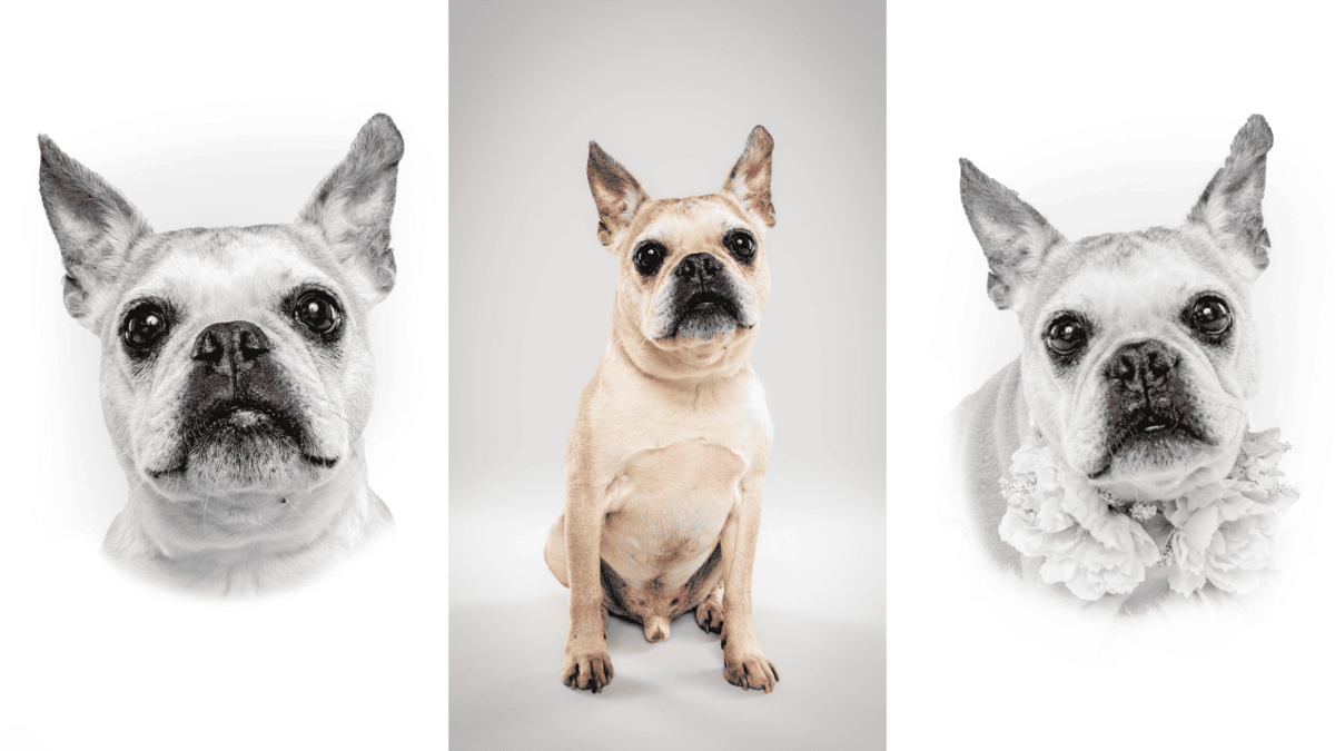 Heirloom Pet Photography - Birmihngha, Alabama Dog Photographer the Beloved Pup Photo Studio 6