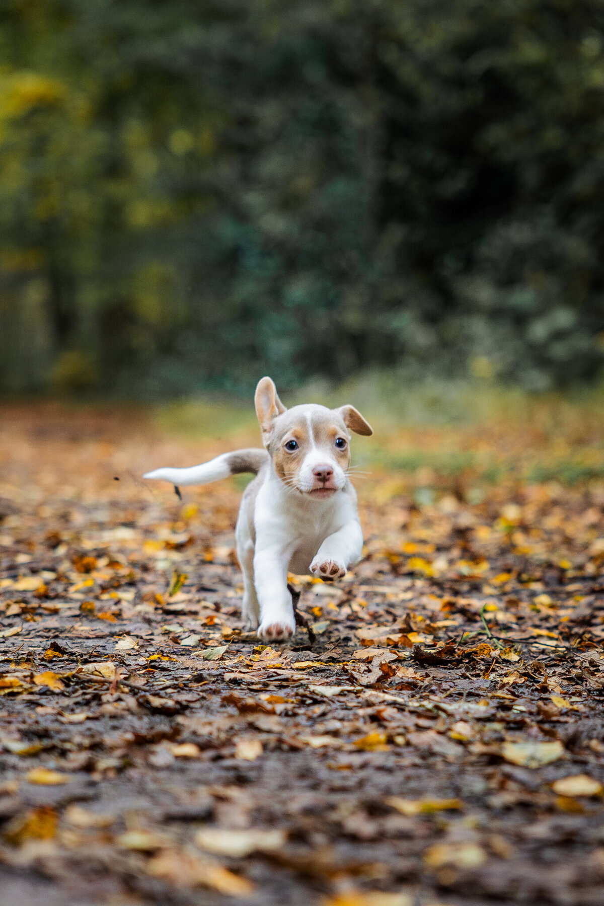 Puppy fotografie