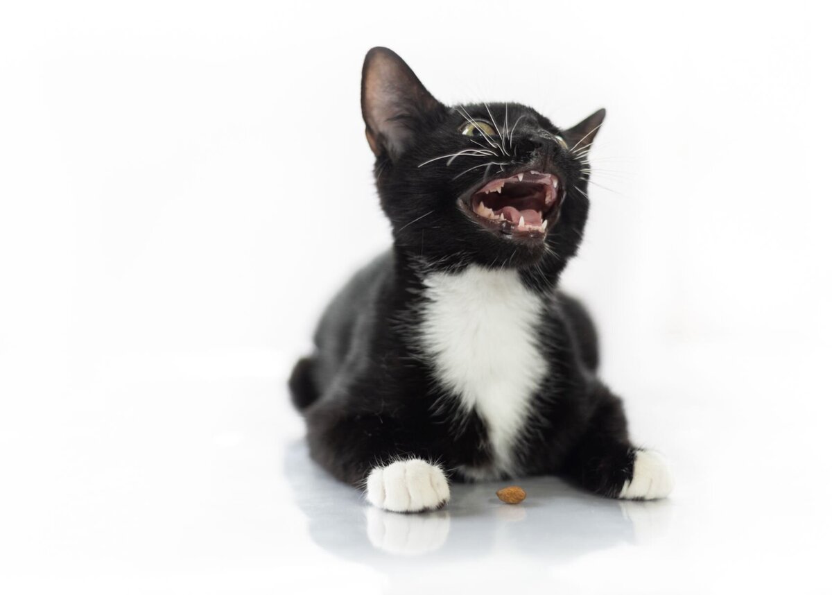 lilla-bordas-portraits-tampa-CAT-photographer1188