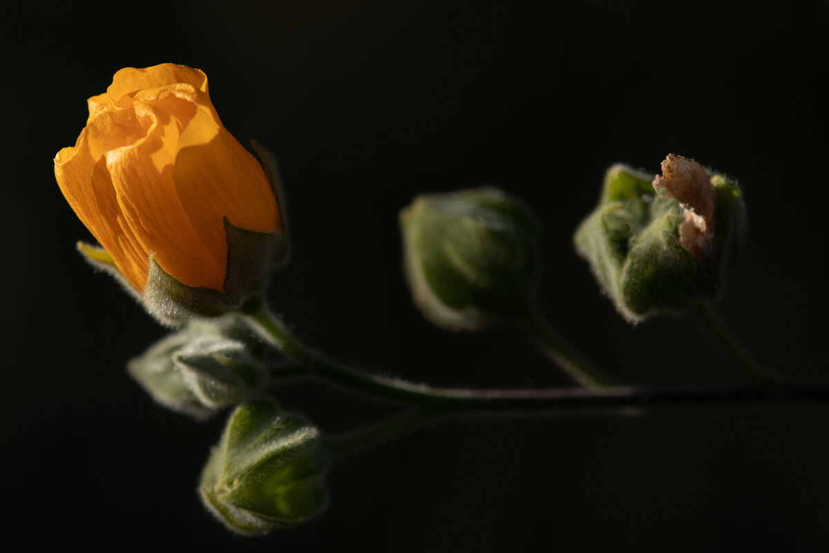 bud_orange_0962