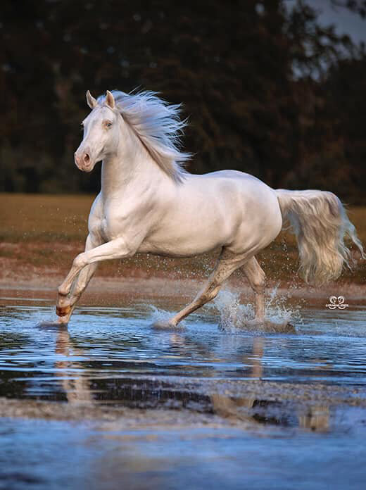 Cremello tennessee walking horse