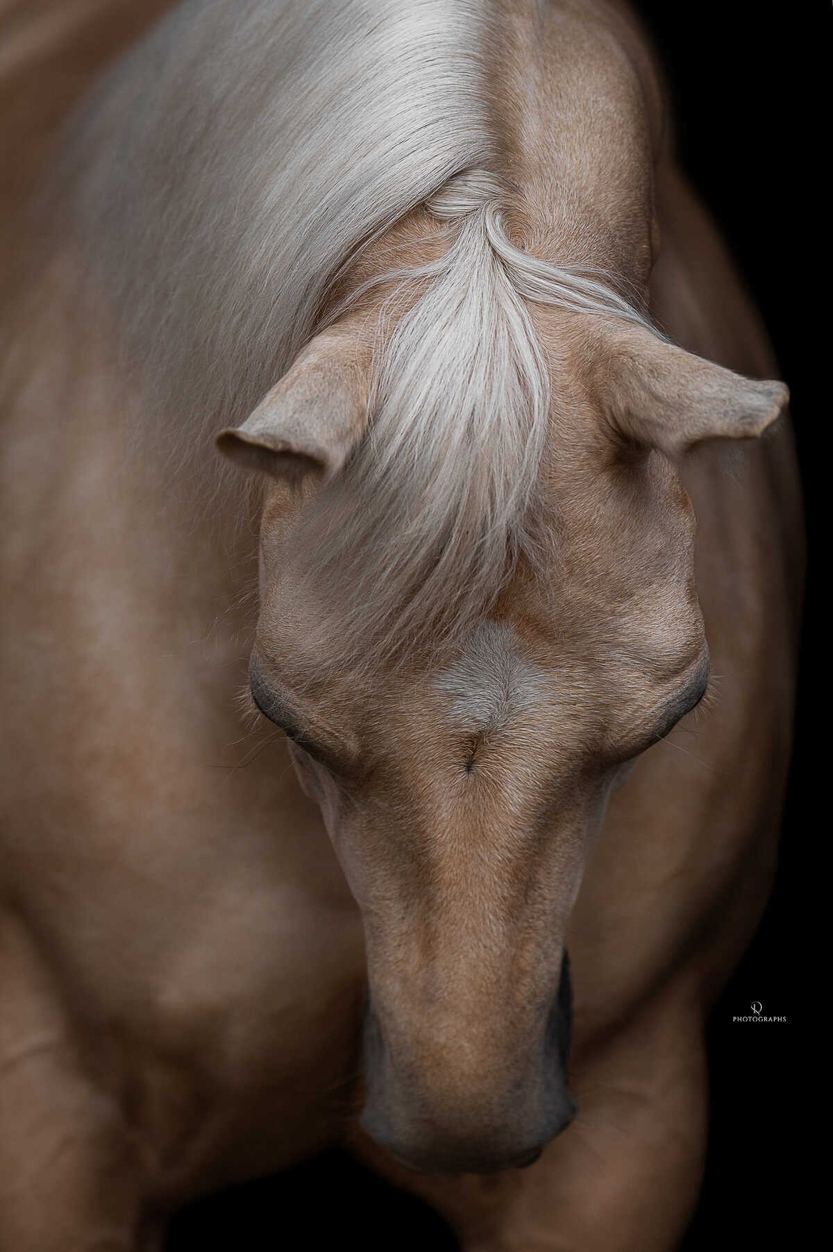 Fine-art fotografie met paard