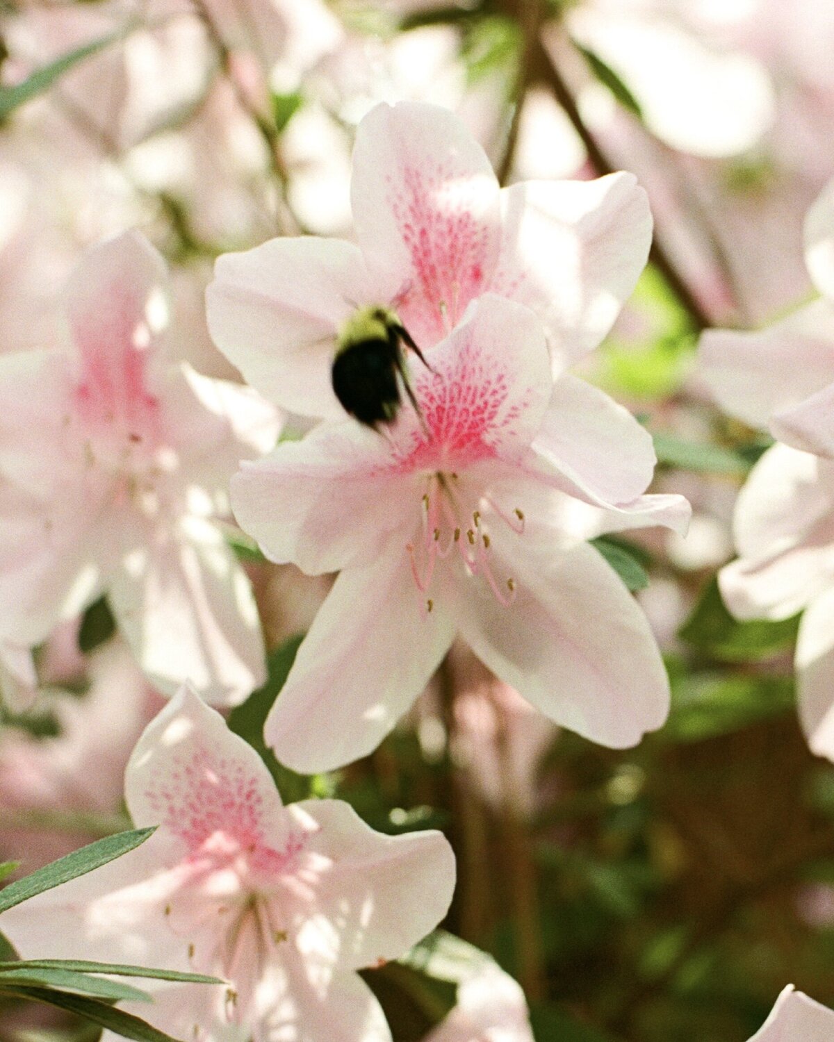 A softly blurred bee flying away from a pink flower in natural light, captured on film in Carmel, California — by Kate Winters Photography, a candid wedding photographer.