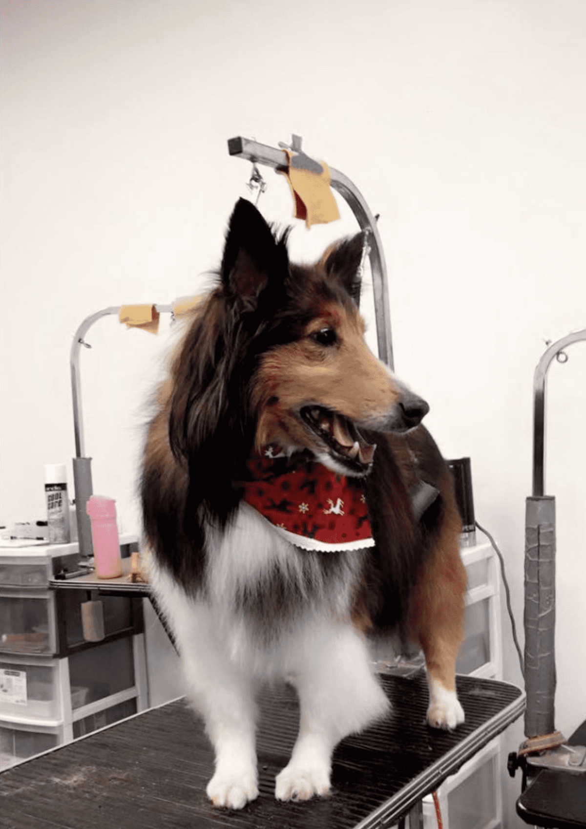 DogGrooming_Halton