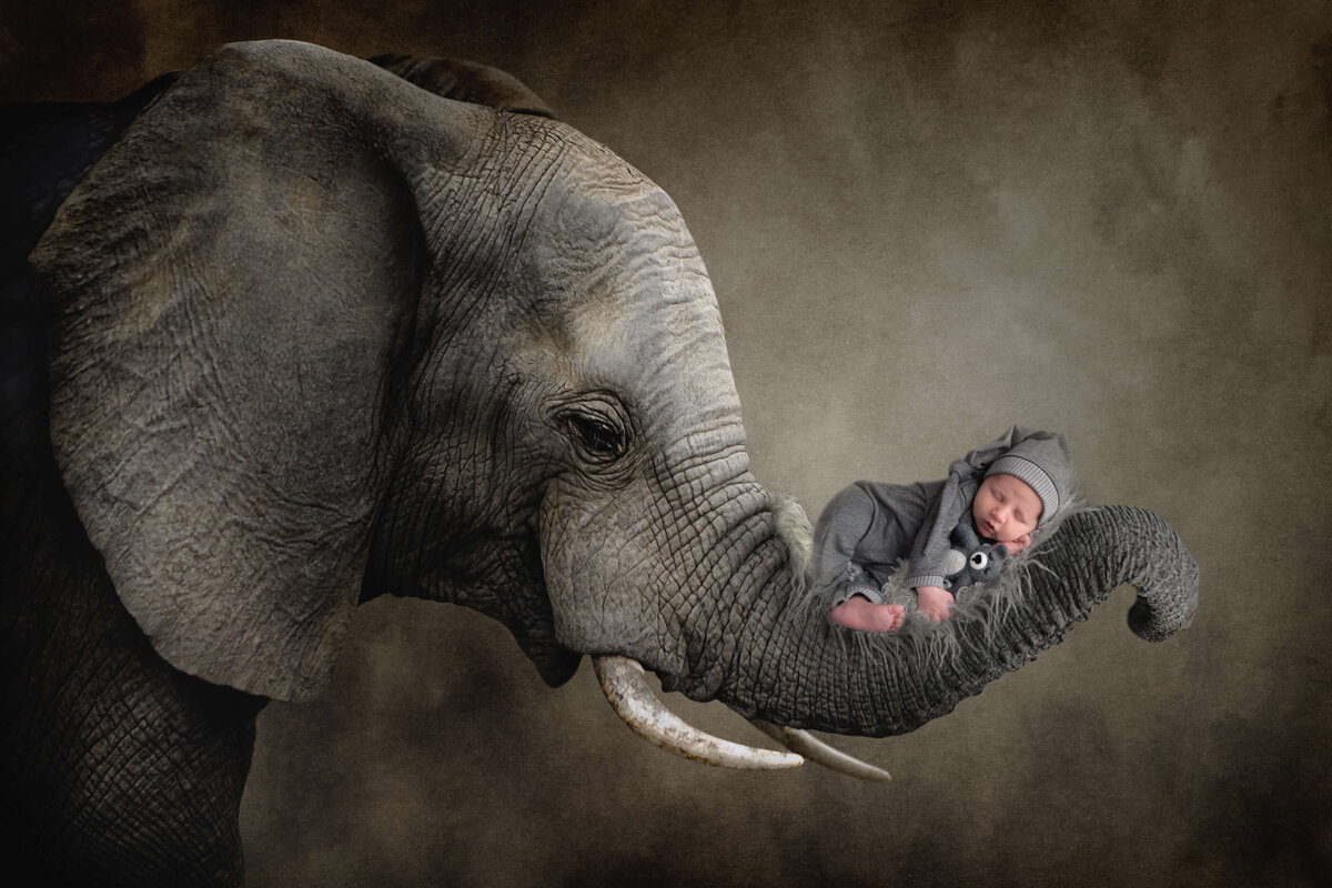 Composite by E. Benecki Photography of a newborn laying in the trunk of an elephant. Composite image was from an in home newborn session in Kitsap County, WA