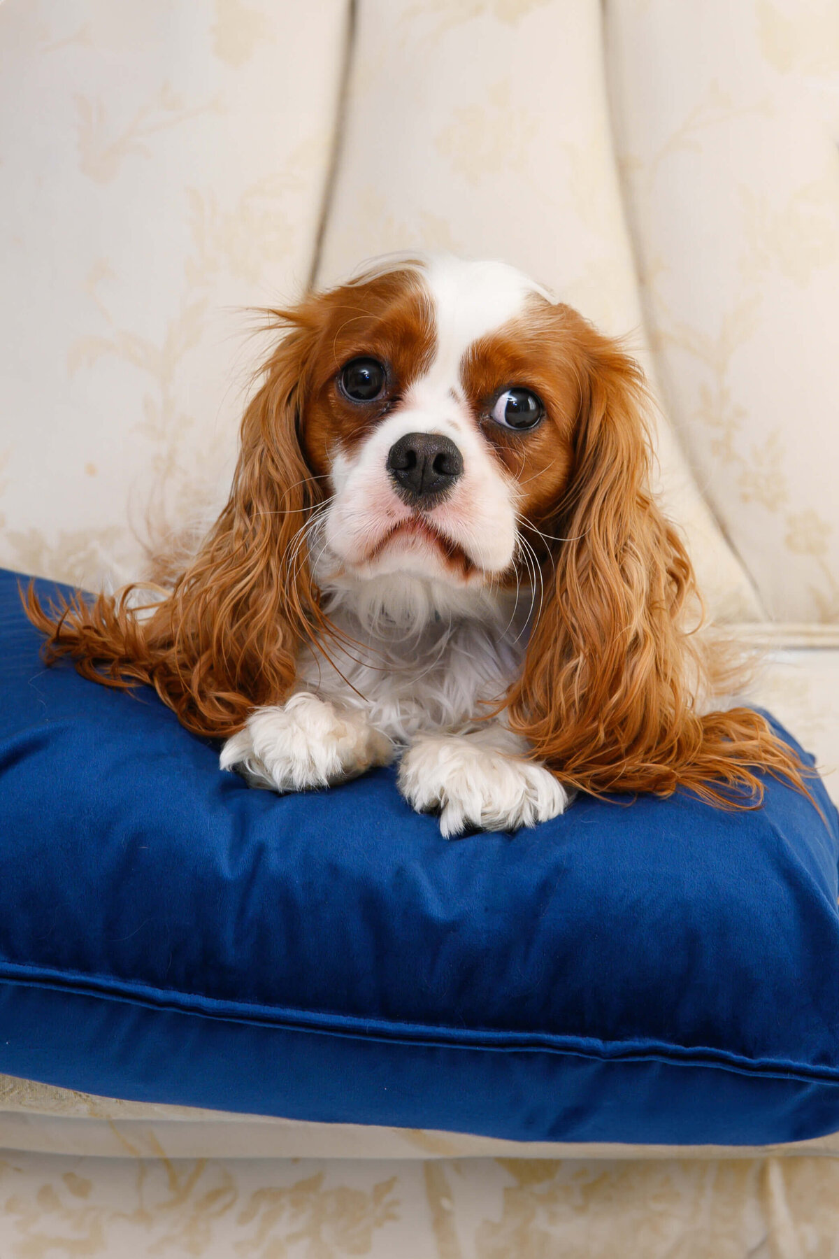 Parker Gibson pet Cavalier King Charles Spaniel