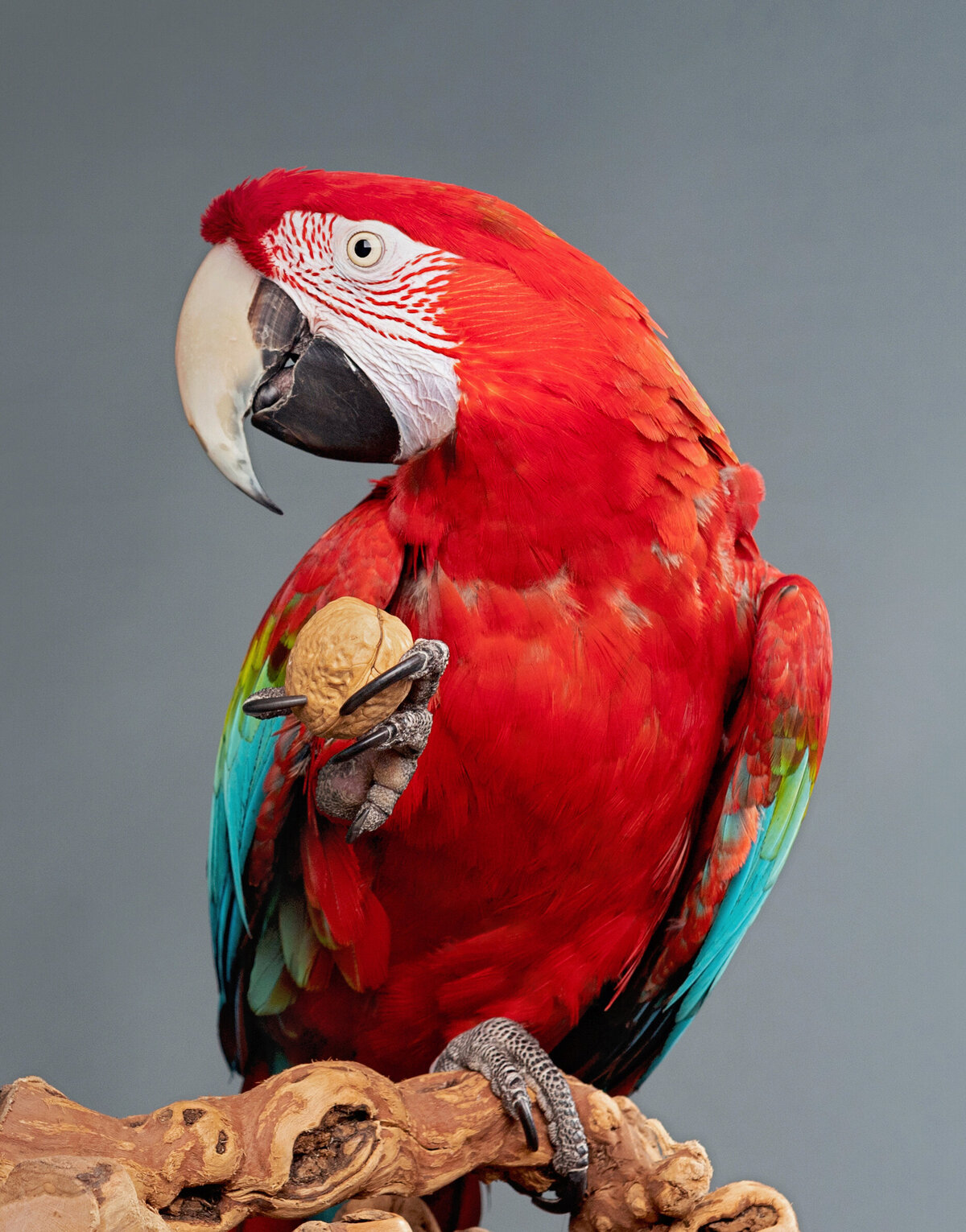 Macaw_Exotic_Birds-44