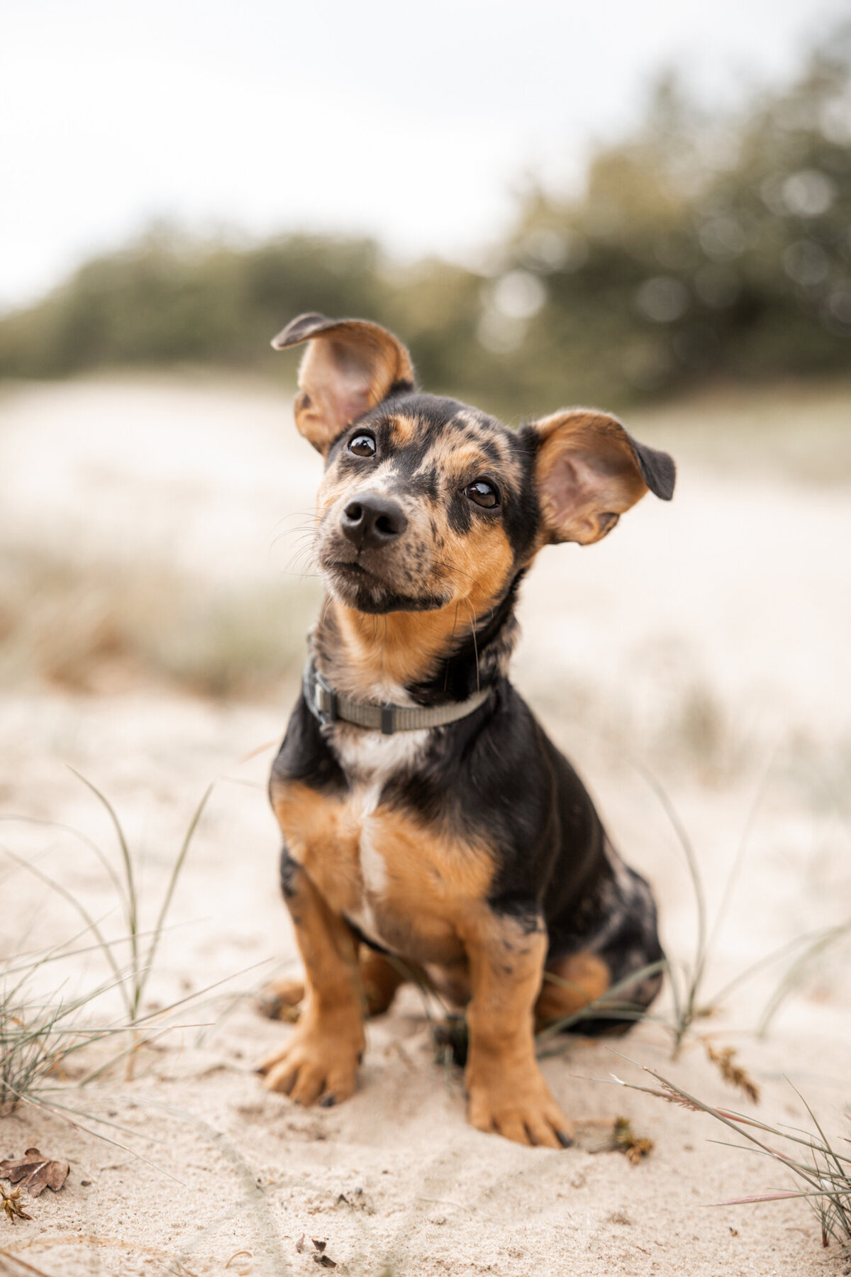 Honden fotoshoot