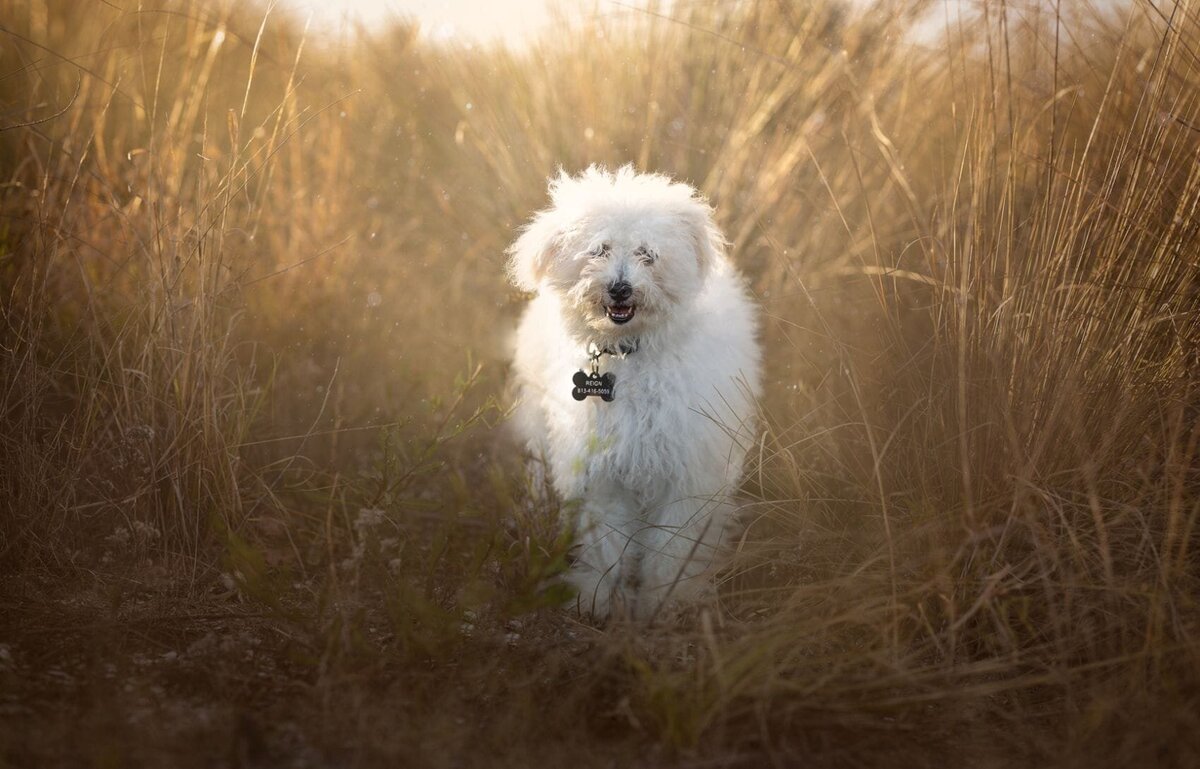 lilla-bordas-portraits-tampa-DOG-photographer1313_2