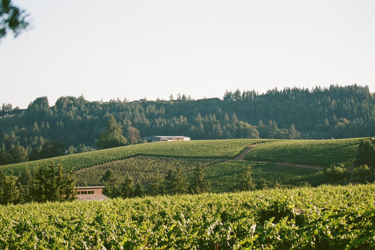 furioso-vineyard-wedding-f-60