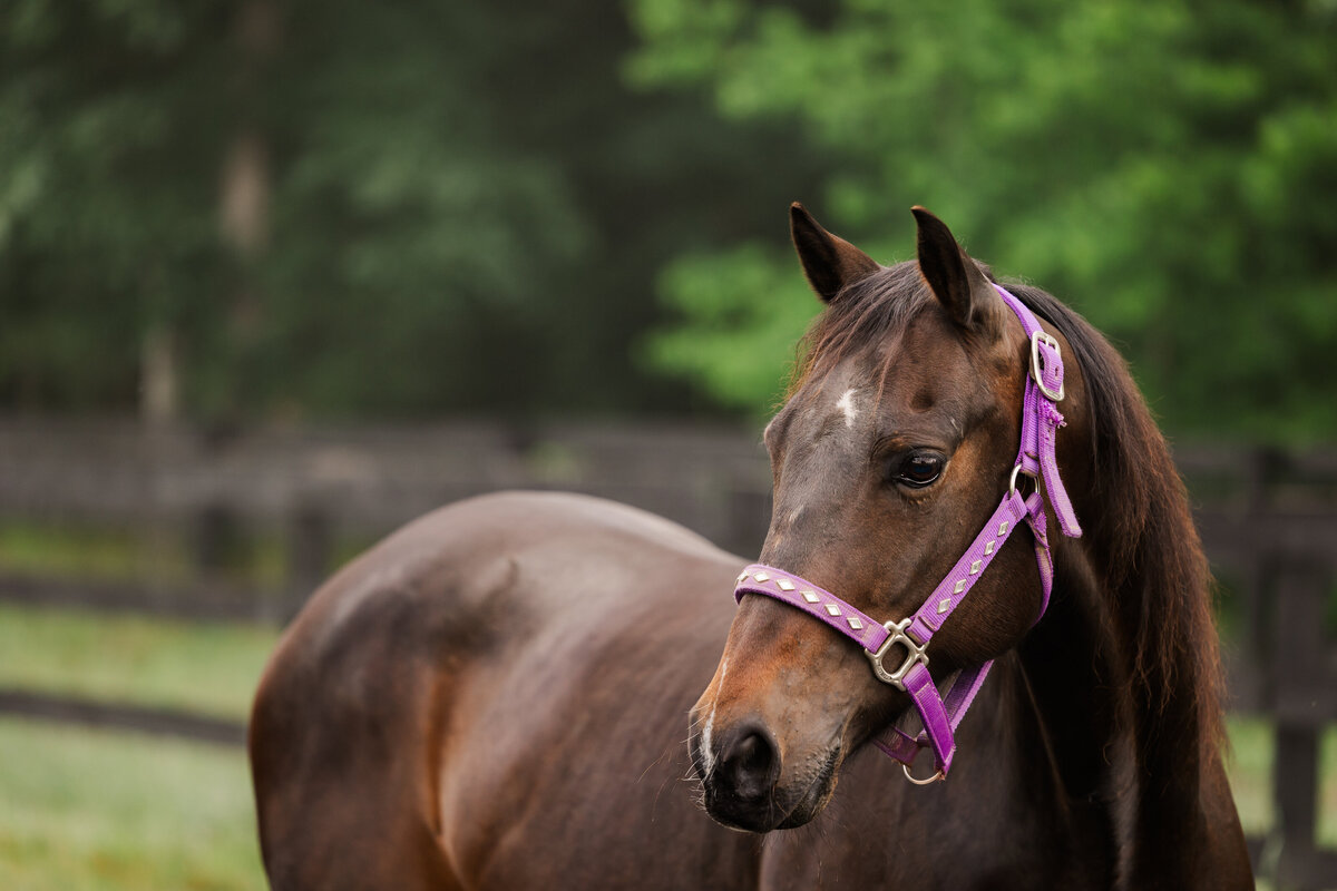 Equine Photographer in Richmond, Virginia