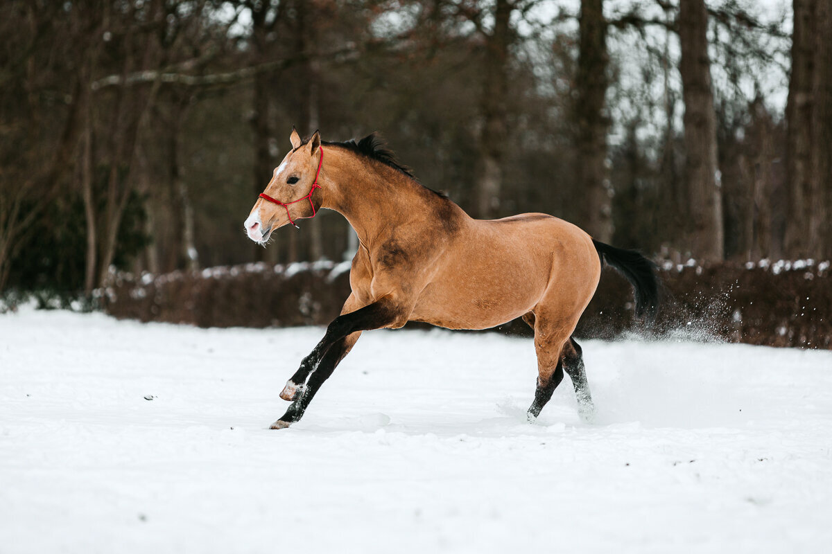 Paarden en honden fotografie Meppel-35