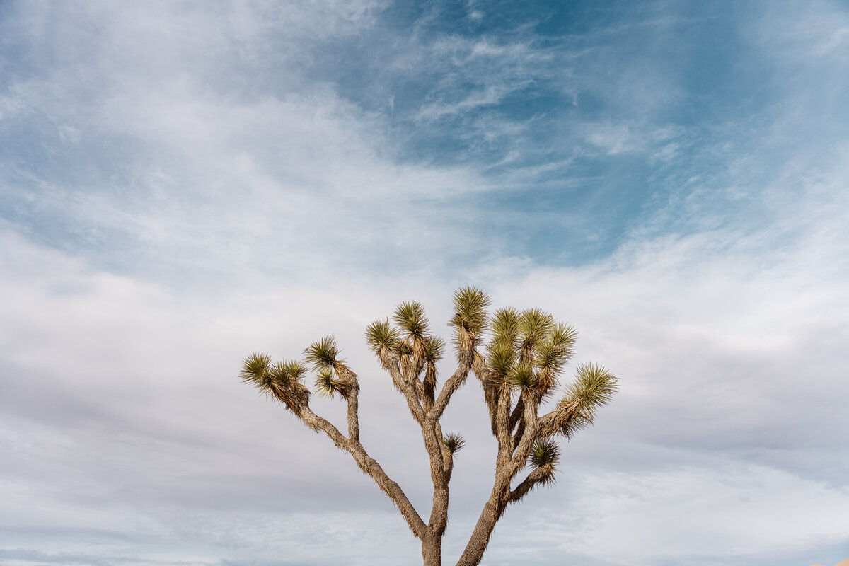 Joshua Tree