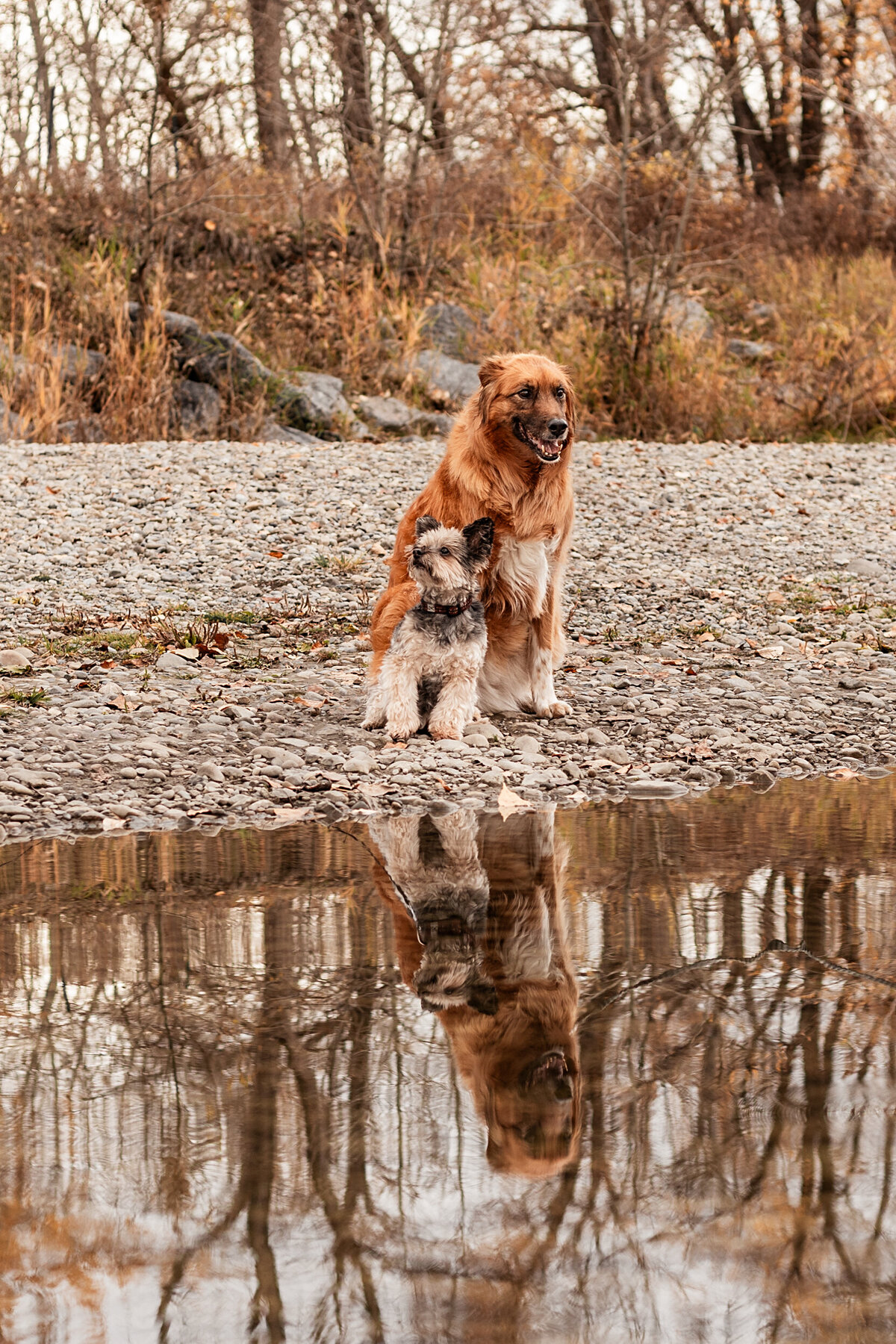 dogs-reflect-in-river