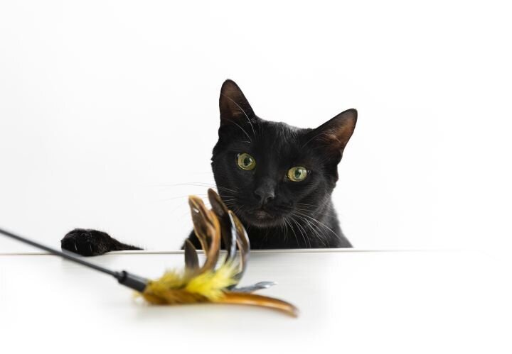lilla-bordas-portraits-tampa-CAT-photographer1210