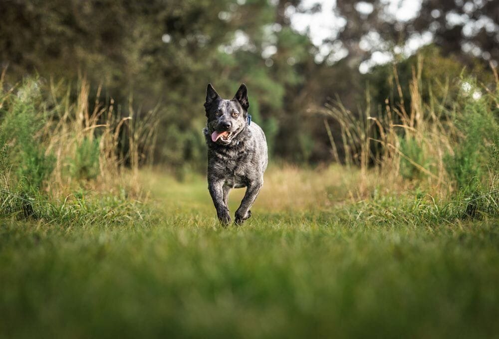 lilla-bordas-portraits-tampa-DOG-photographer1434_1