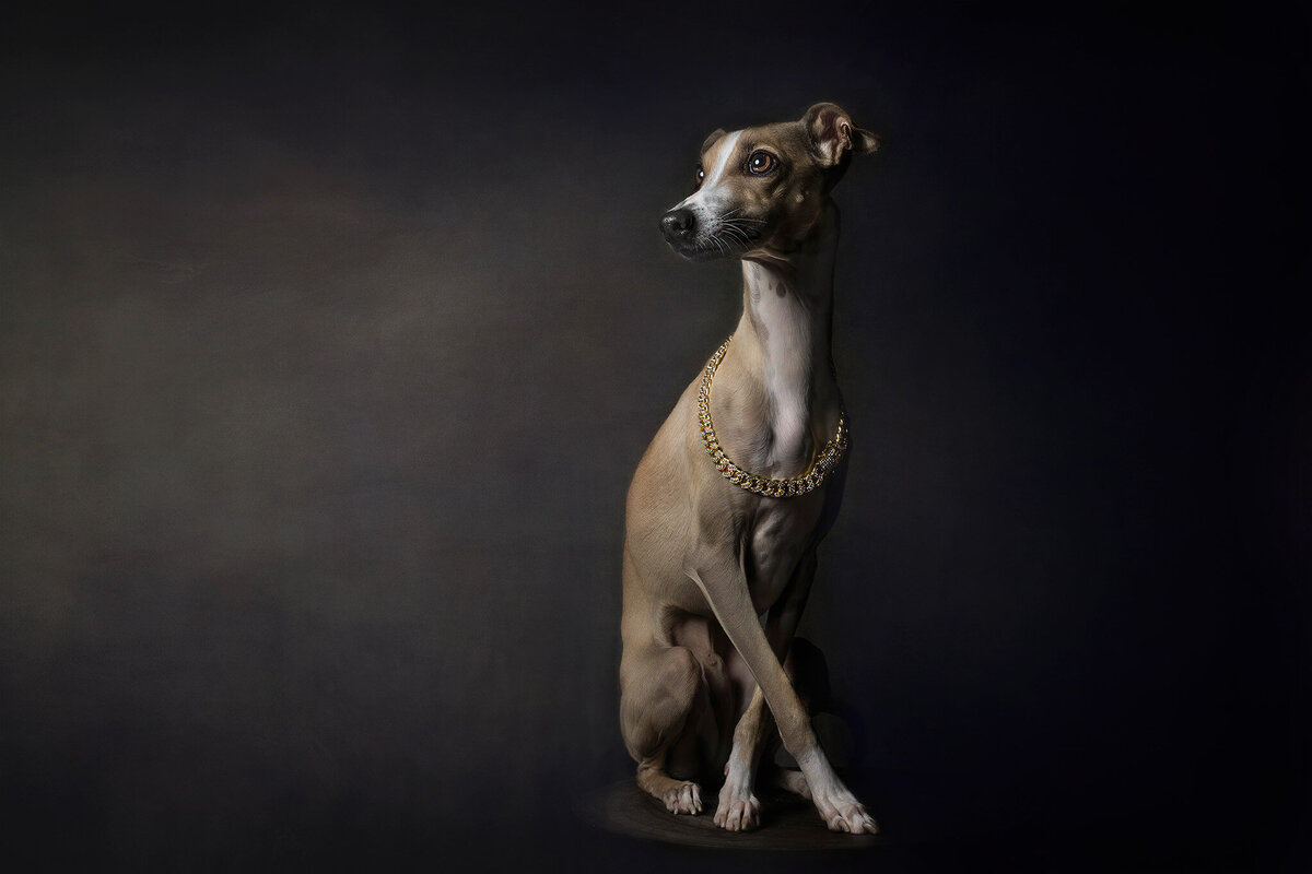 newcastle dog photographer
