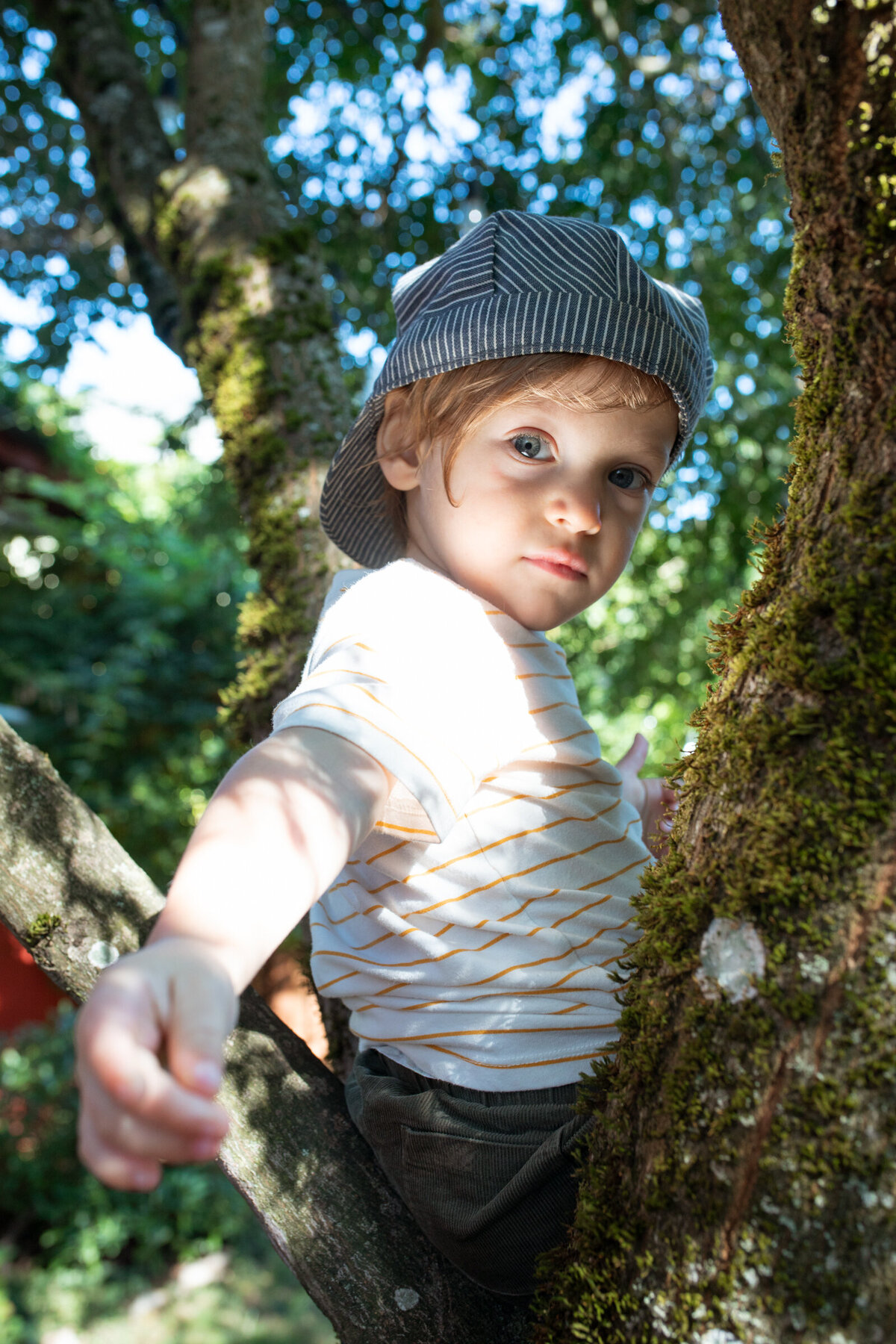 Toddler boy sits in a tree with the sun streaming in during a family photoshoot in Portland, Oregon.