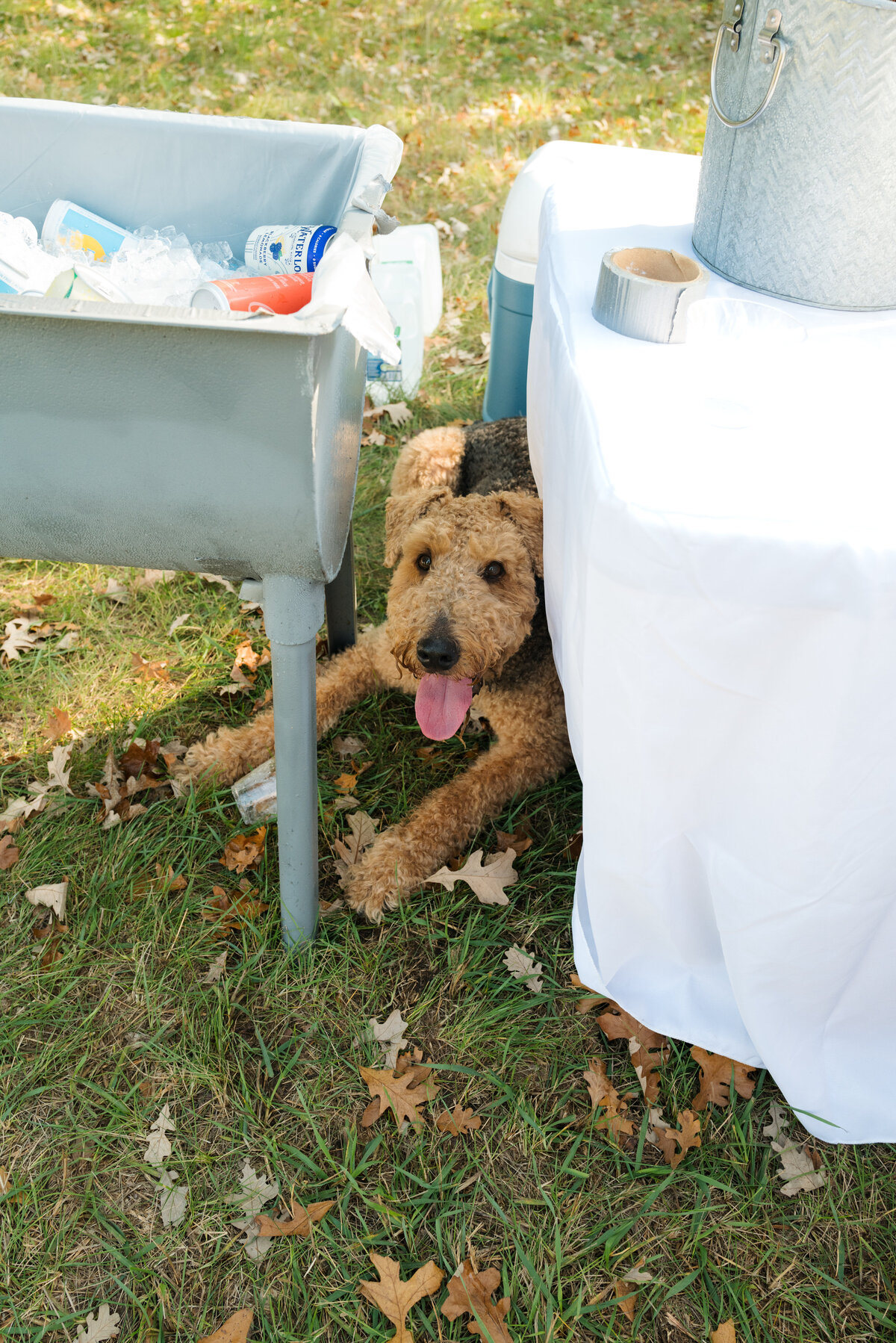 Backyard-Wedding-Rogers-MN-B&S-Will-DeGraw-Clever-Disarray-53