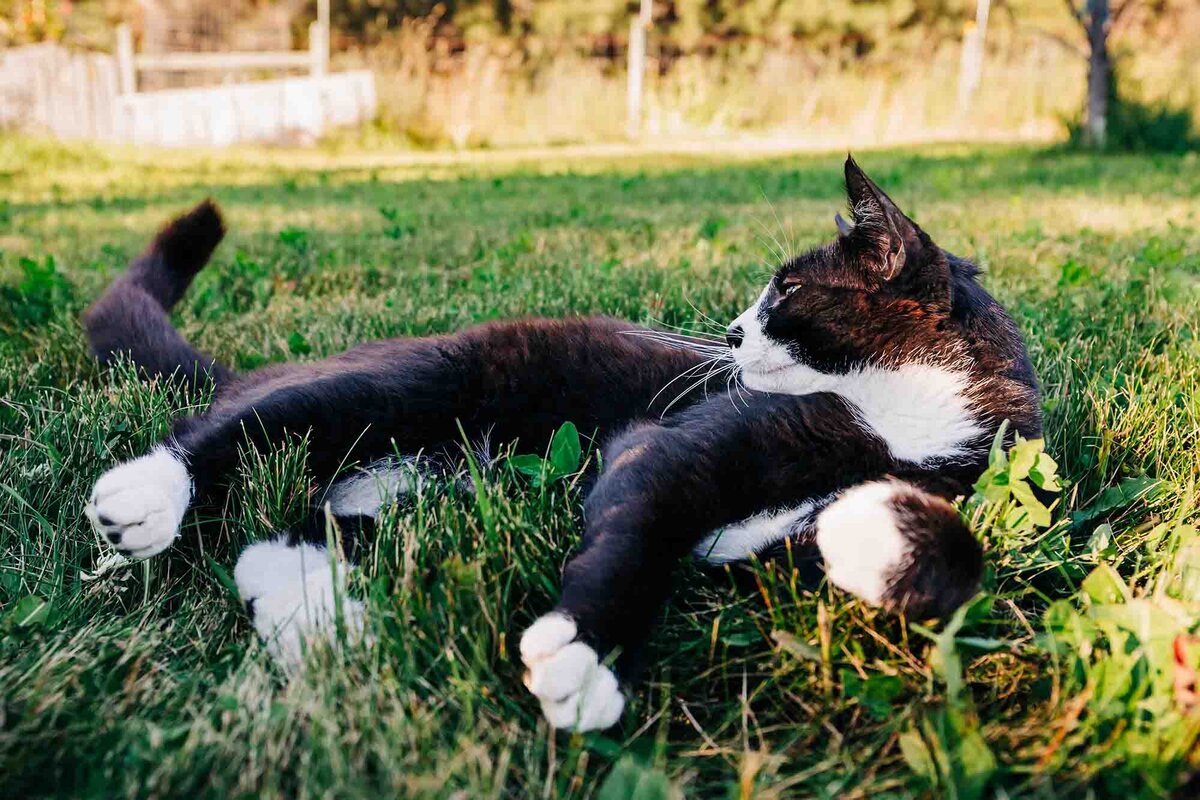 Pet photo Tuxedo cat laying in grass, Florence, Montana