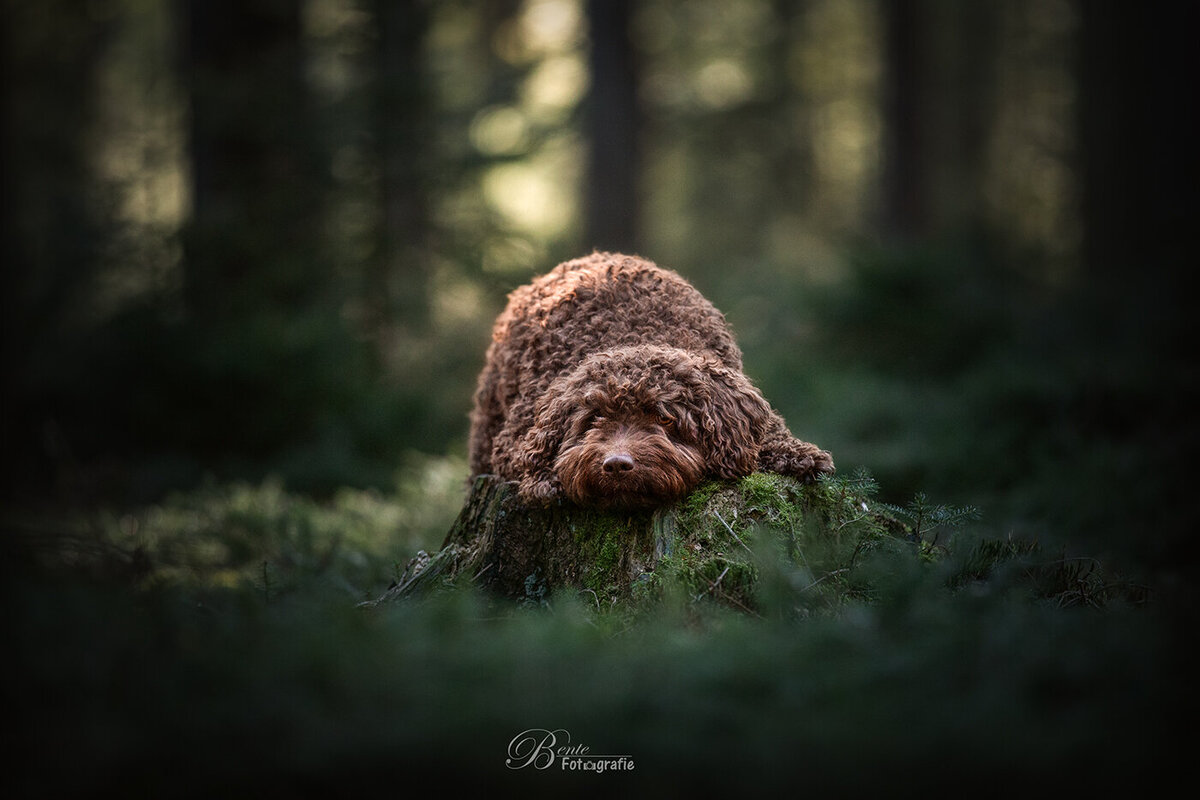 Hondenfotograaf