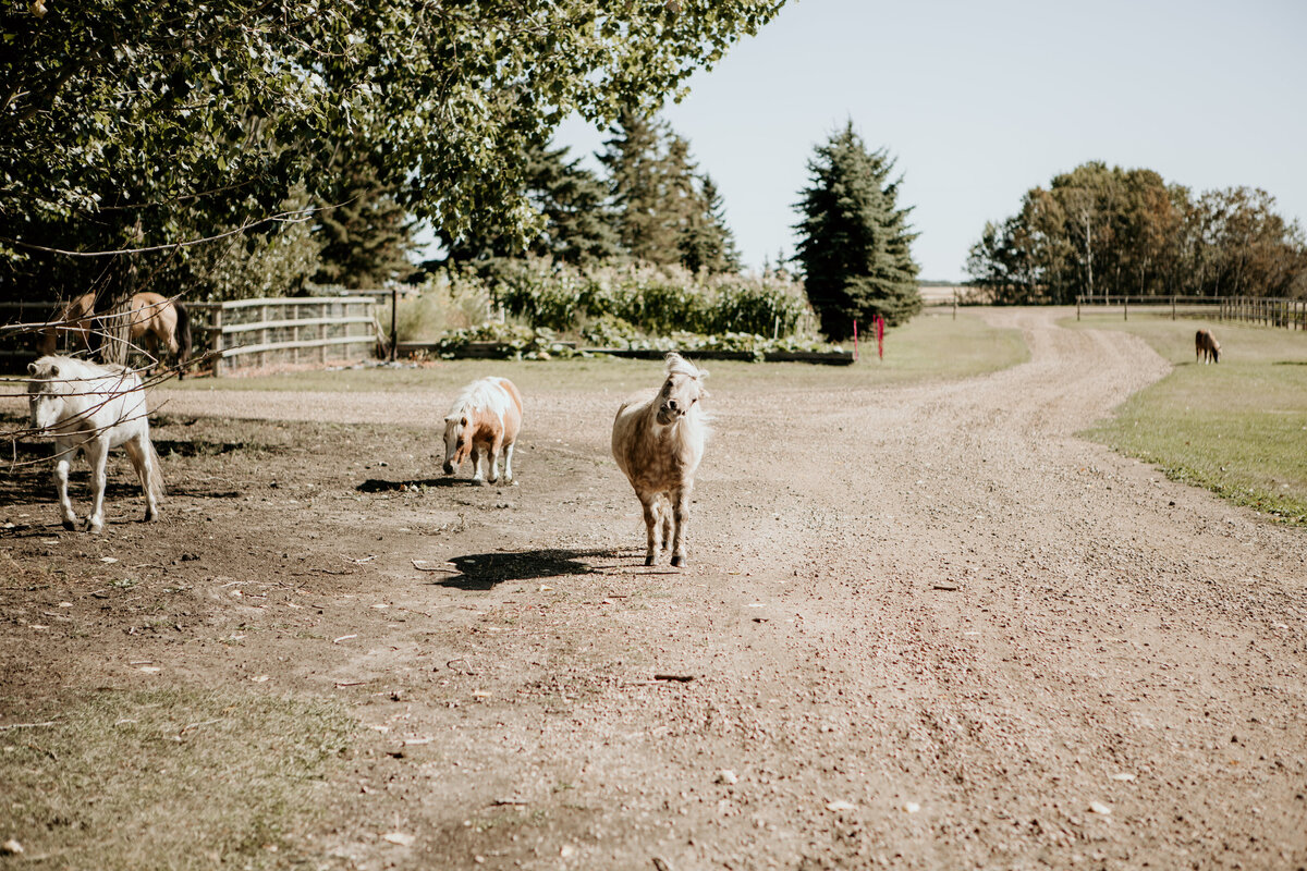 A scenic landscape of Spirit's Respite Ranch in Southern Alberta, with horses grazing peacefully, highlighting the serene and tranquil environment perfect for equine therapy