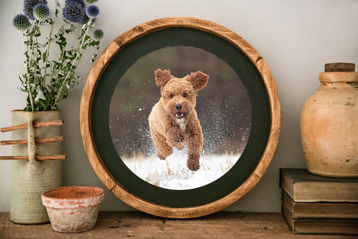 round frame with dog running in snow