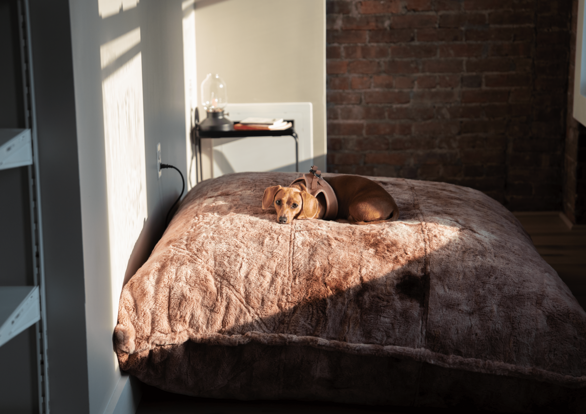 Cozy reading nook with light flooding in from tall windows, illuminating a plush beanbag and a resting Dachshund.