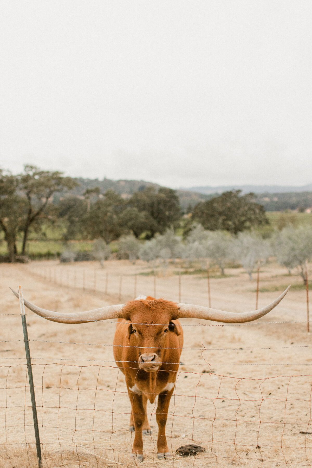 beltane-ranch-wedding-50