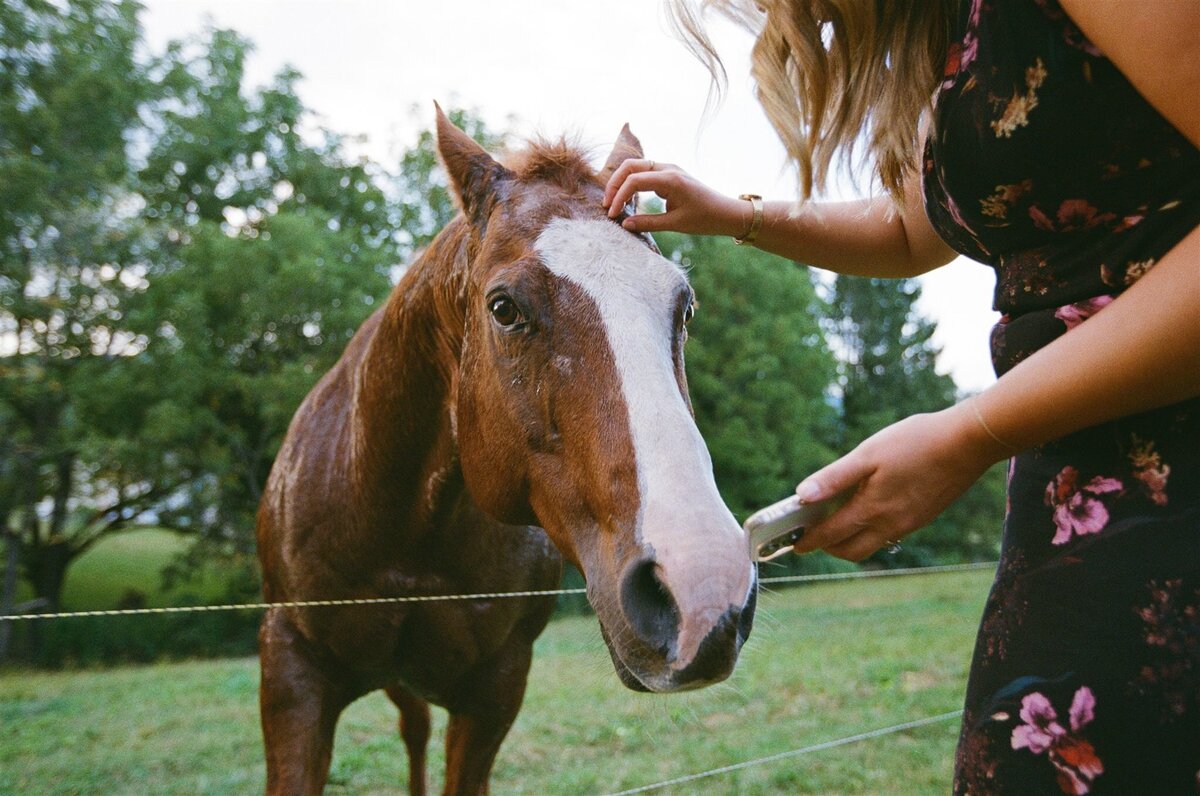 horse-attending-wedding