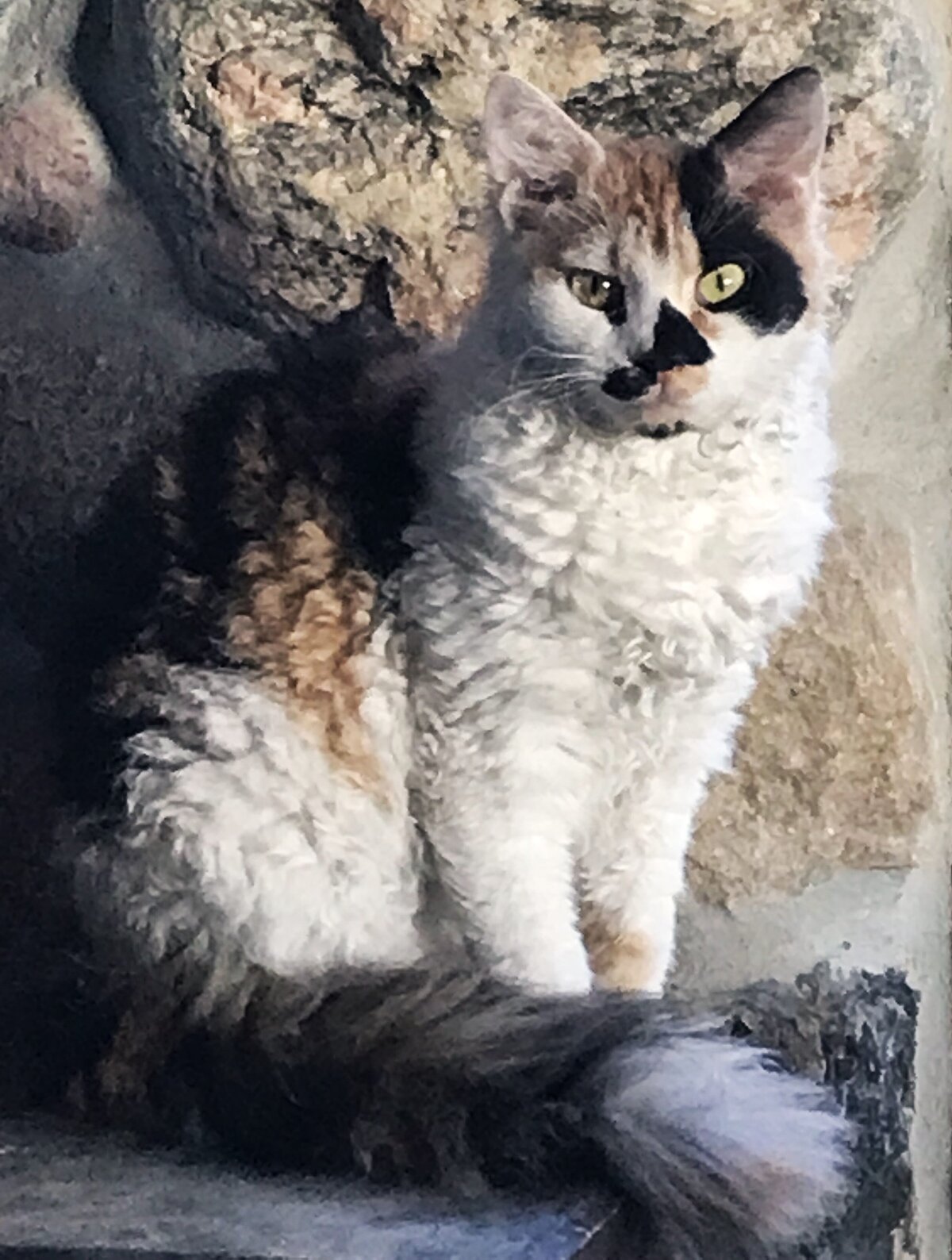 CHEETA_8354 7m