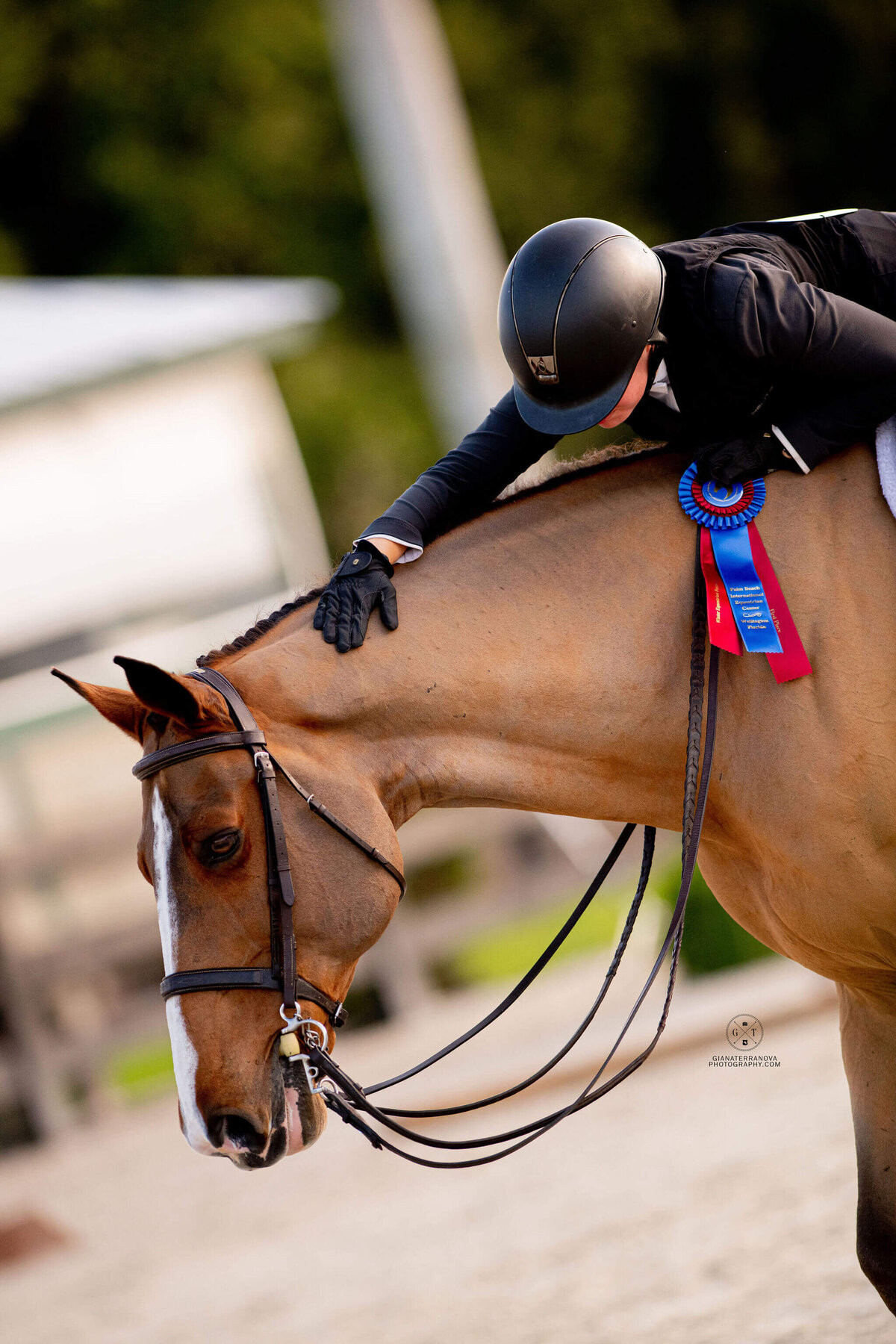 MICHIGAN SHOWJUMPING TEAM, SHOWJUMPING HORSES_US EQUESTRIAN TEAM (3)