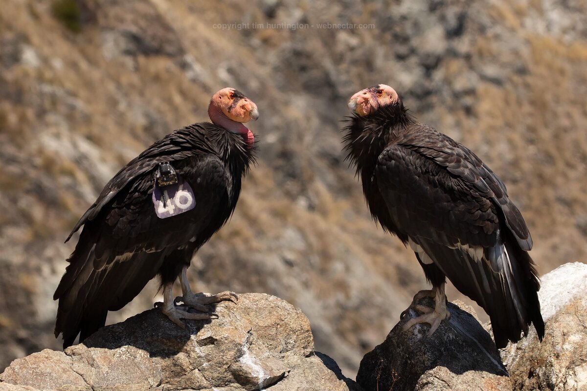 CA-Condor-Alliance-Tim-Huntington©-2_646_204_0864
