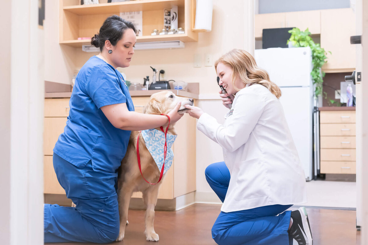 Vet on the floor with an assistant in blue scrubs, assisting vet in a dog's exam