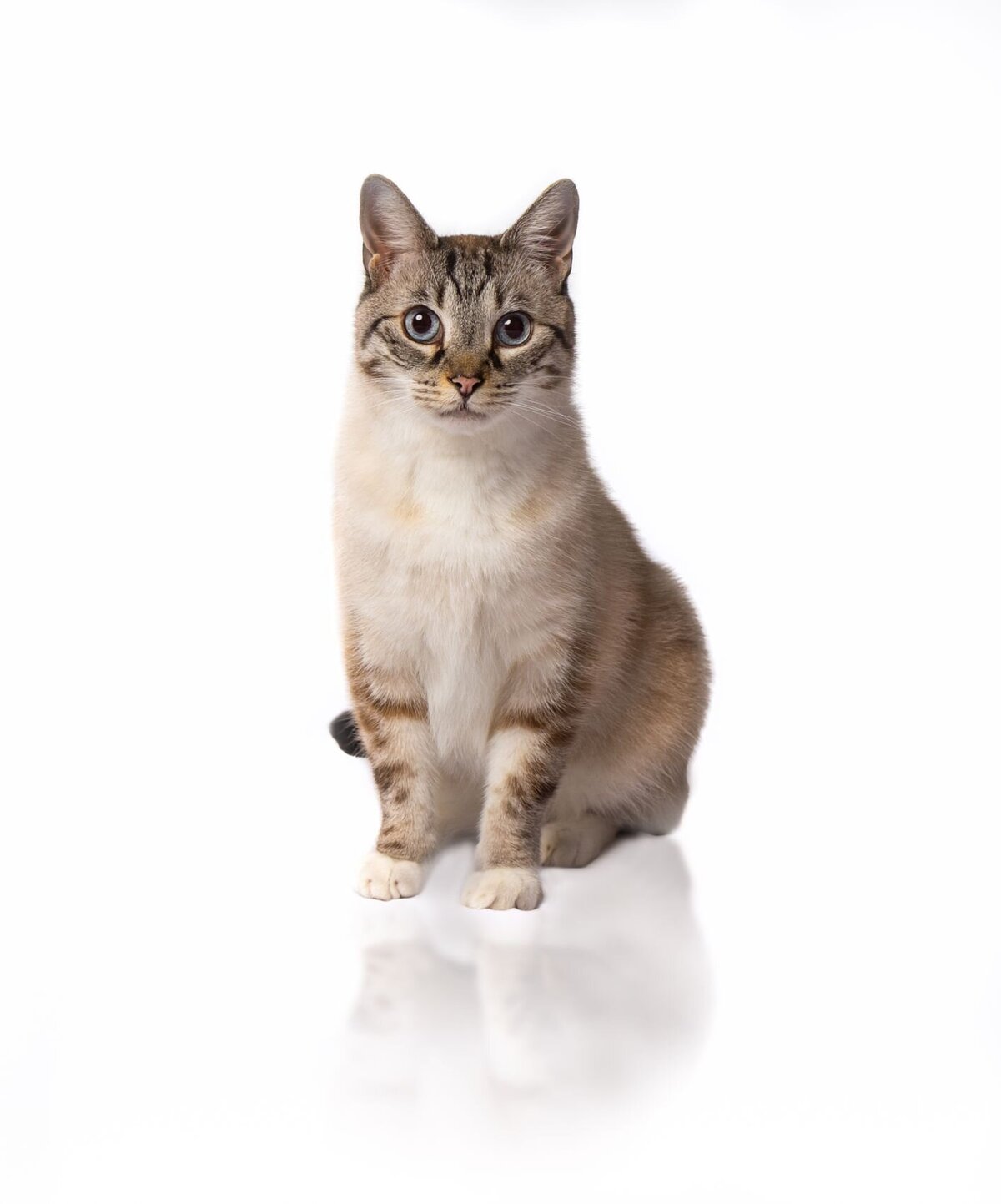 lilla-bordas-portraits-tampa-CAT-photographer1262