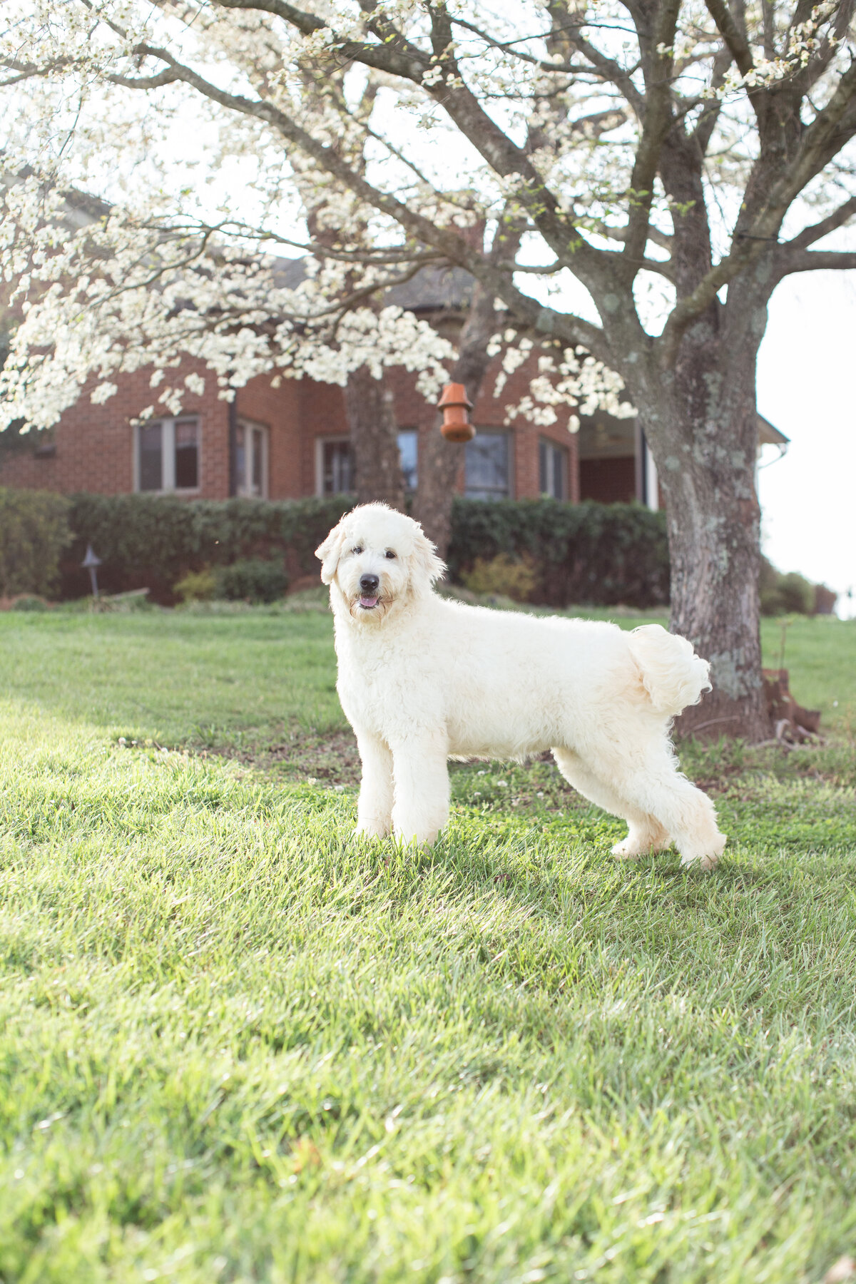 Misty's Puppy-2