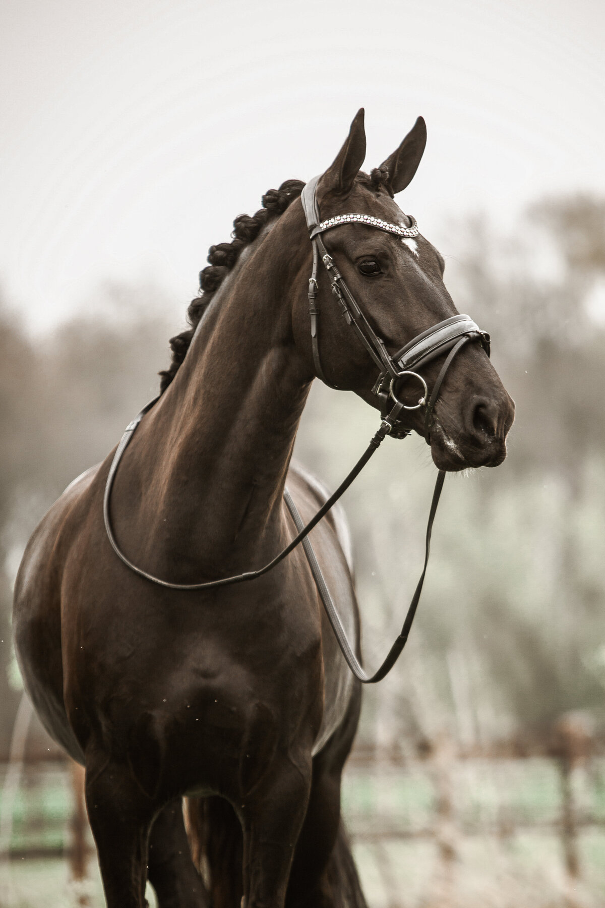 chantalfotografeert-19