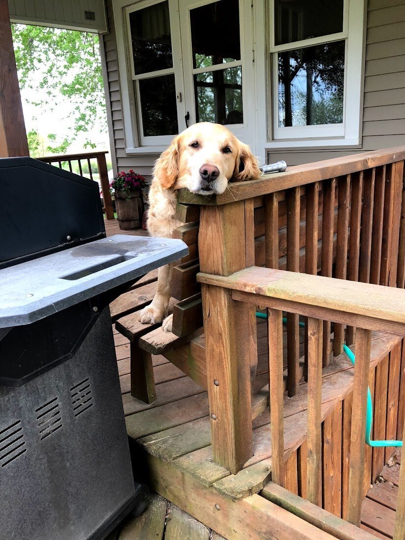 Appelgate-golden-retriever-puppies-Mae-18