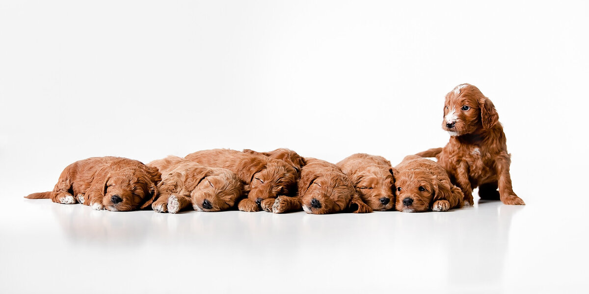 Pet Photographer Grand Junction - 001.2